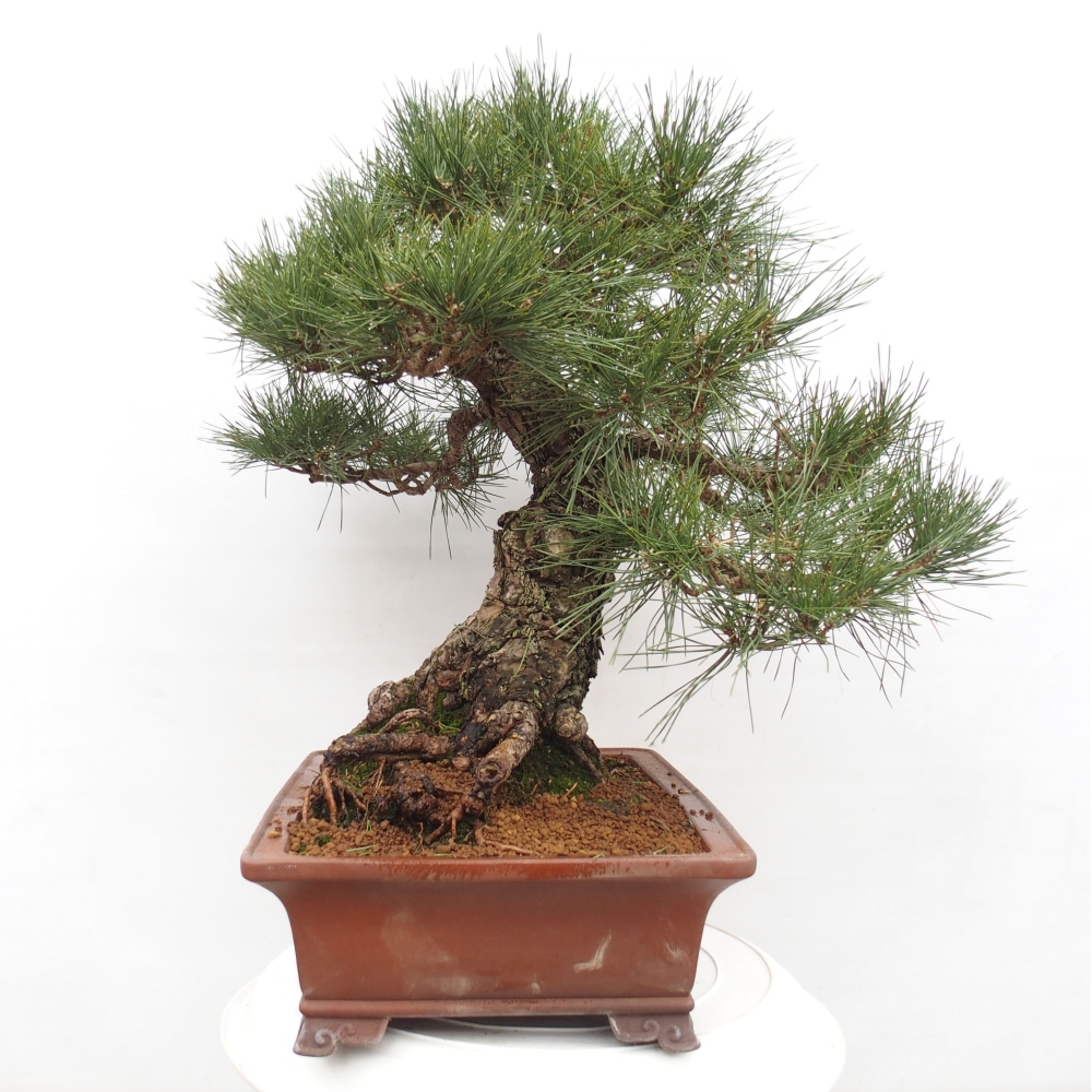 Vonkajšie bonsai - Pinus thunbergii - Borovica thunbergova