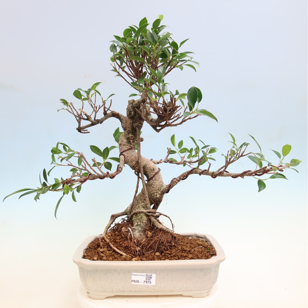 Izbové bonsaje - Ficus kimmen - drobnolistý fikus