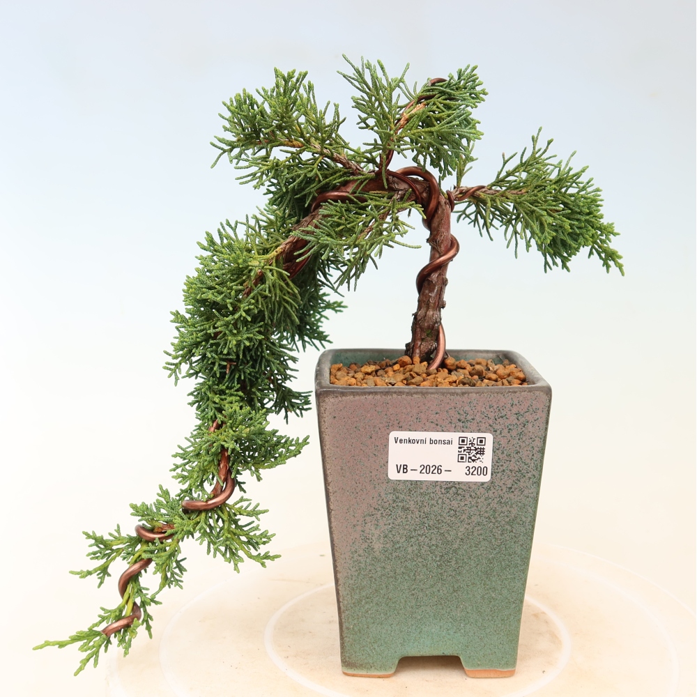 Vonkajší bonsaj - Juniperus chinensis Kishu