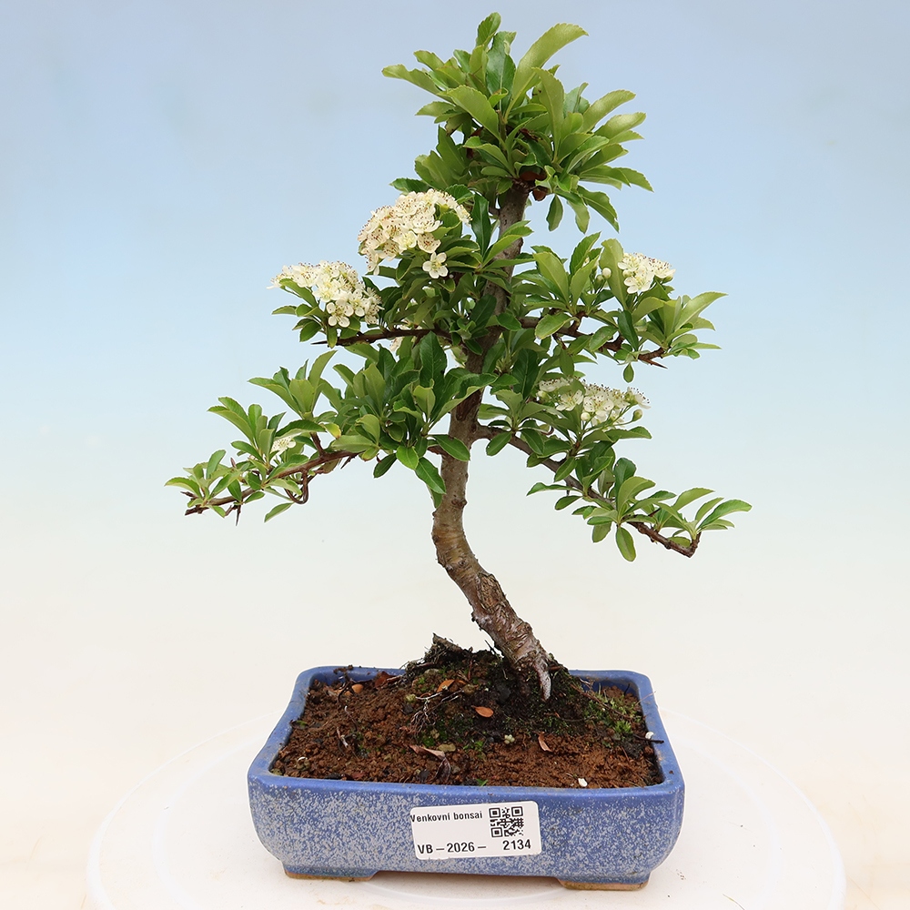 Vonkajší bonsai – Pyracantha teton – Hlohovec šarlátový