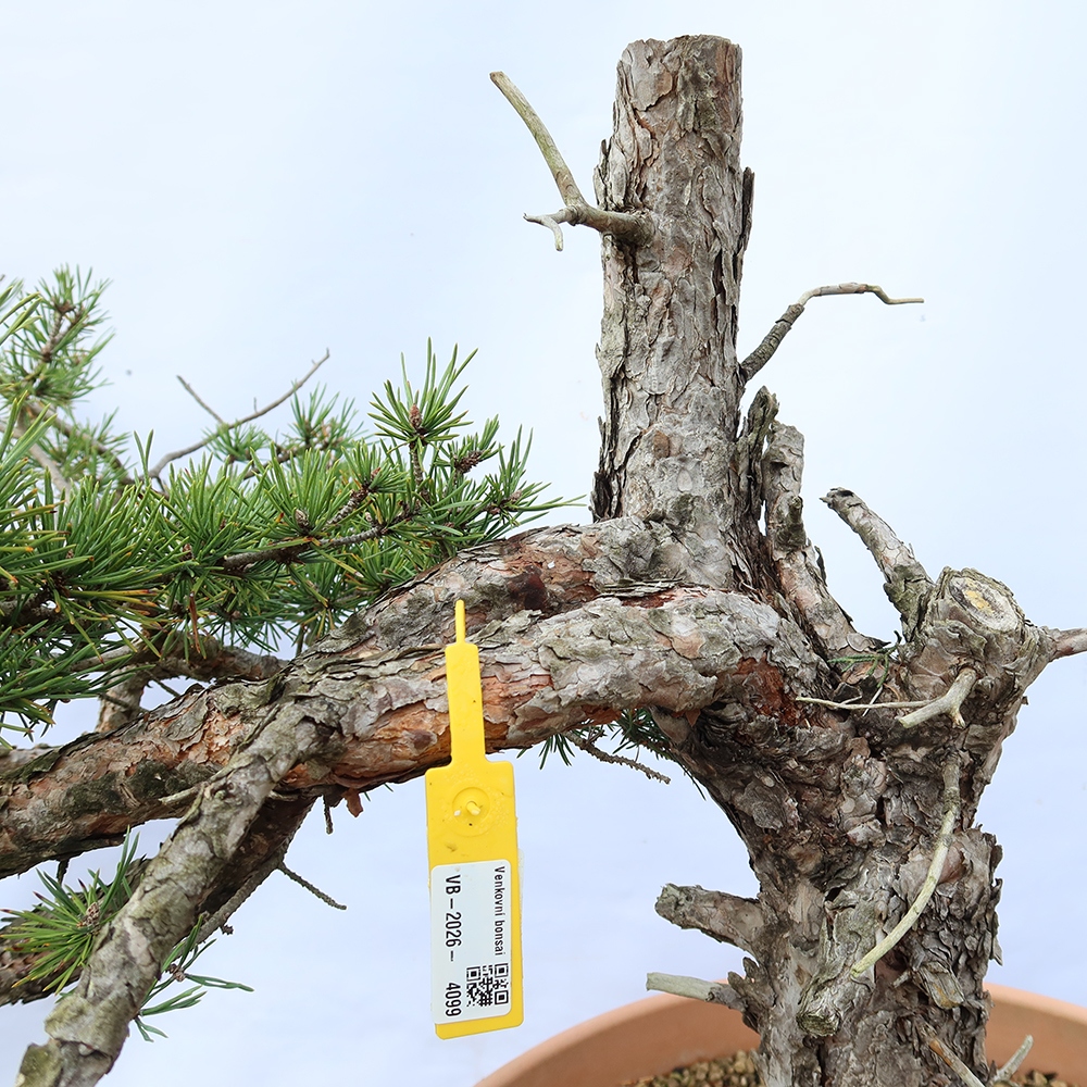 Pinus sylvestris Španielsko – borovica lesná