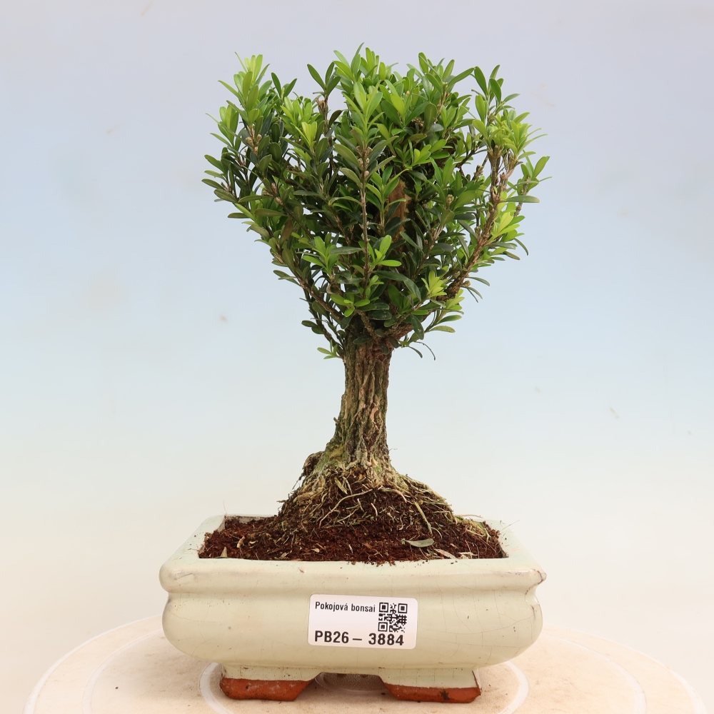 Izbové bonsaje - Buxus harlandii - korkový buxus