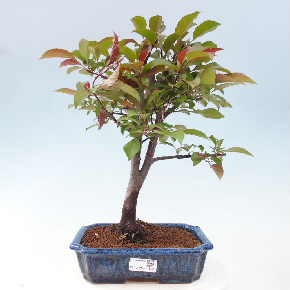 Vonkajší bonsai -Malus domestica - Maloplodá jabloň červenolistá