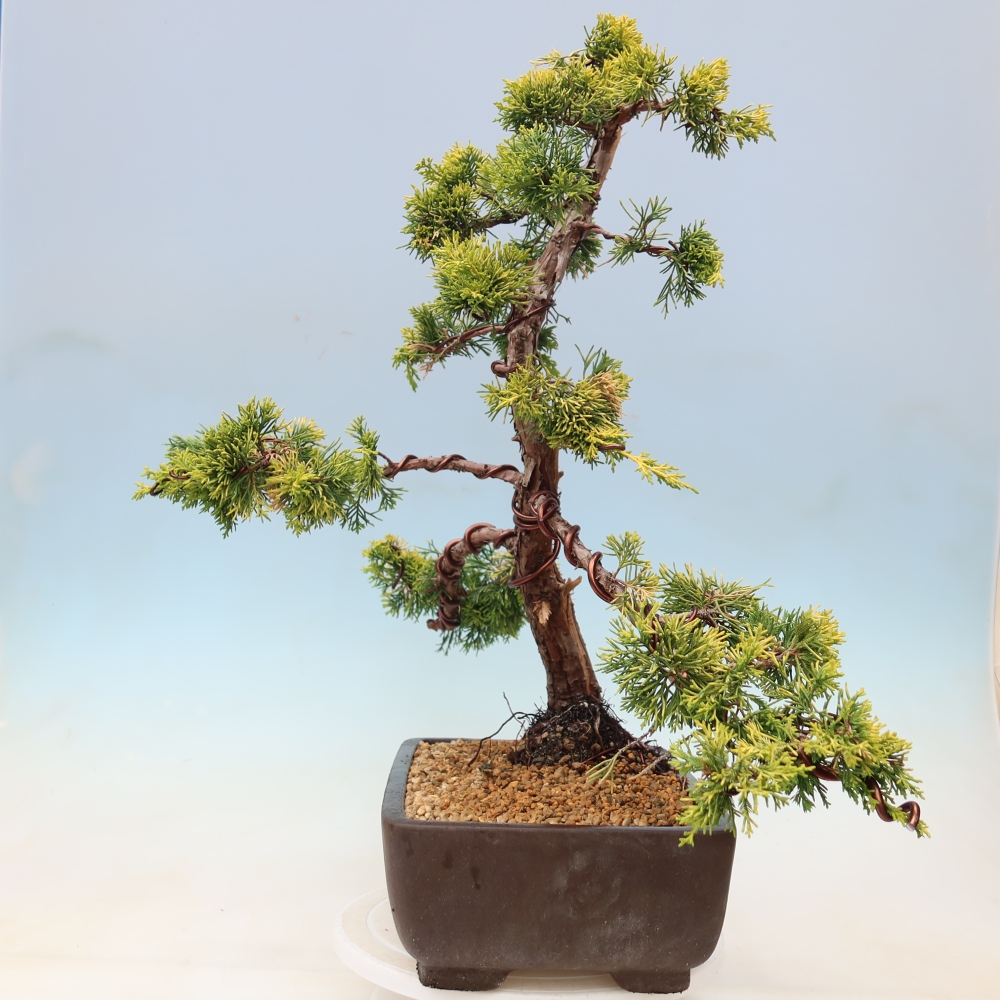 Vonkajší bonsai – Juniperus chinensis  aurea – čínsky zlatý jalovec