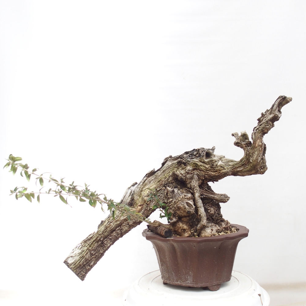 Izbová bonsai - Olea europaea sylvestris -Oliva evropská drobnolistá