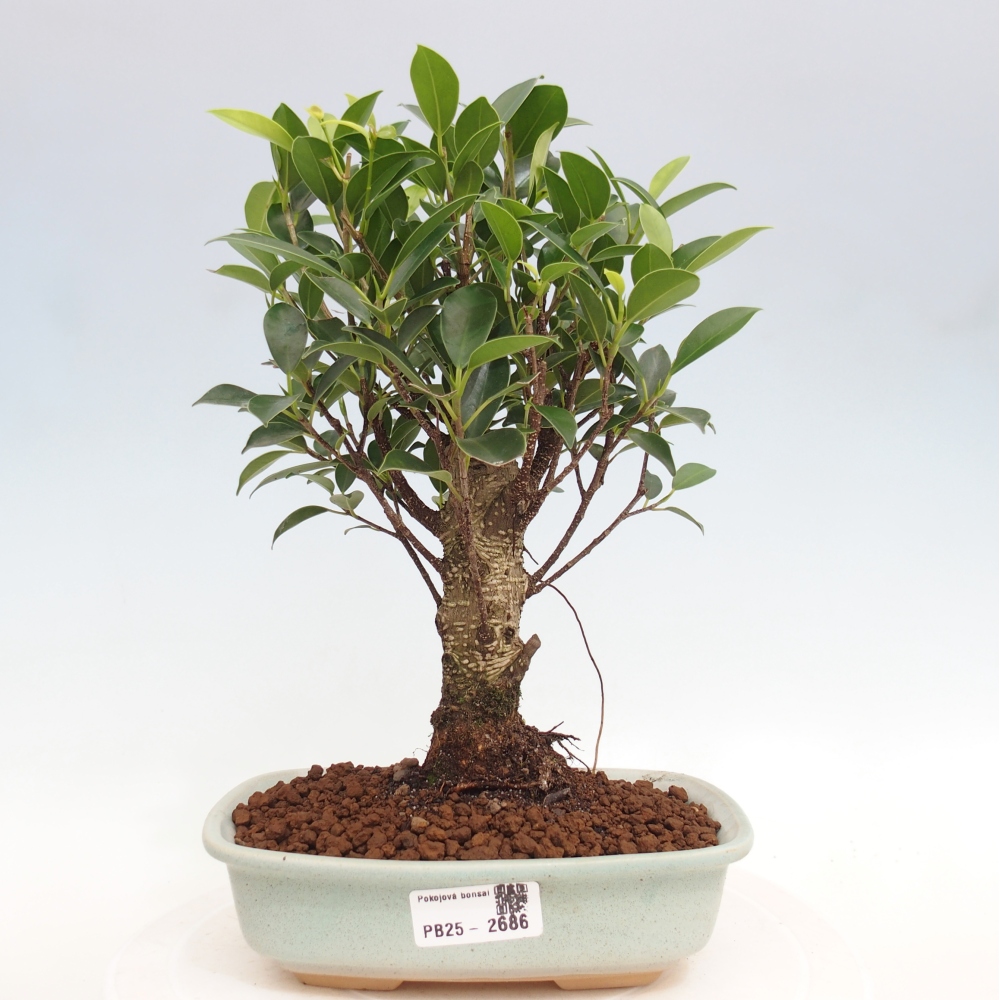 Izbová bonsai - Ficus retusa - malolistá fikus