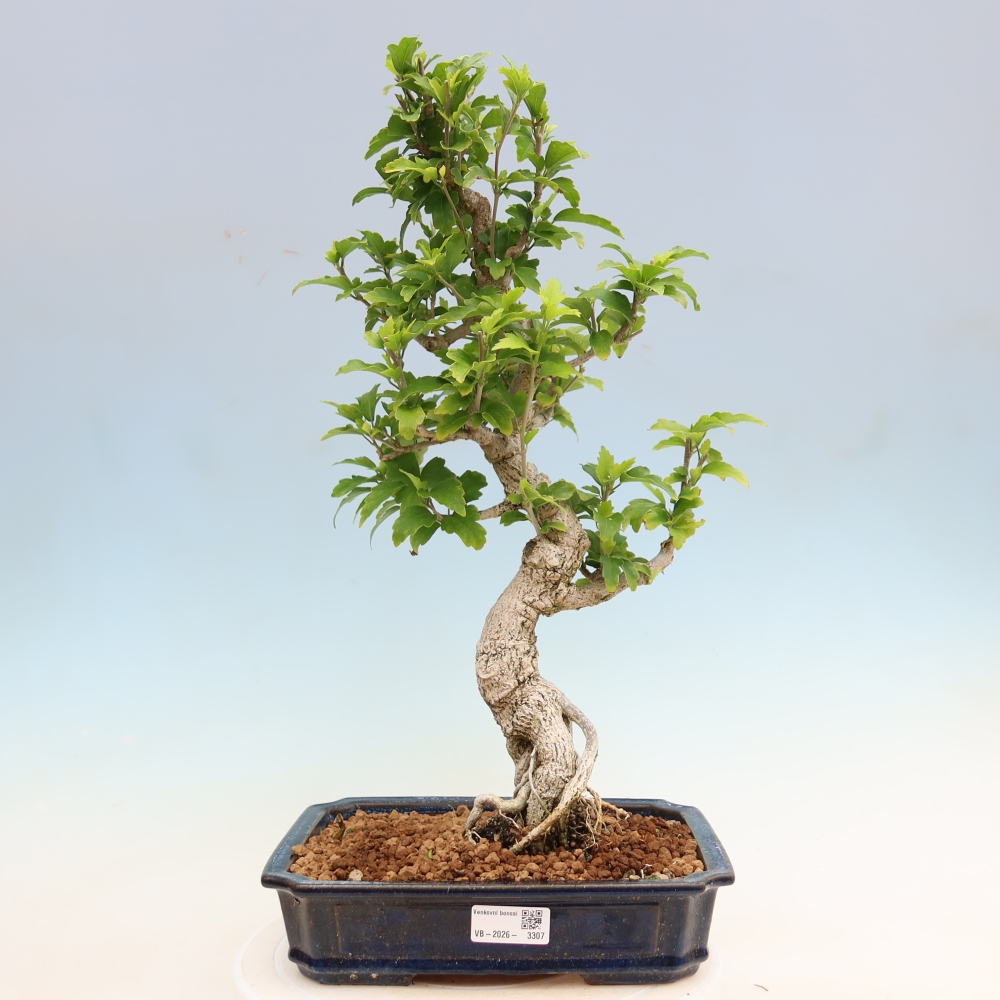 Vonkajší bonsai – Hibiscus syriacus – ibištek sýrsky