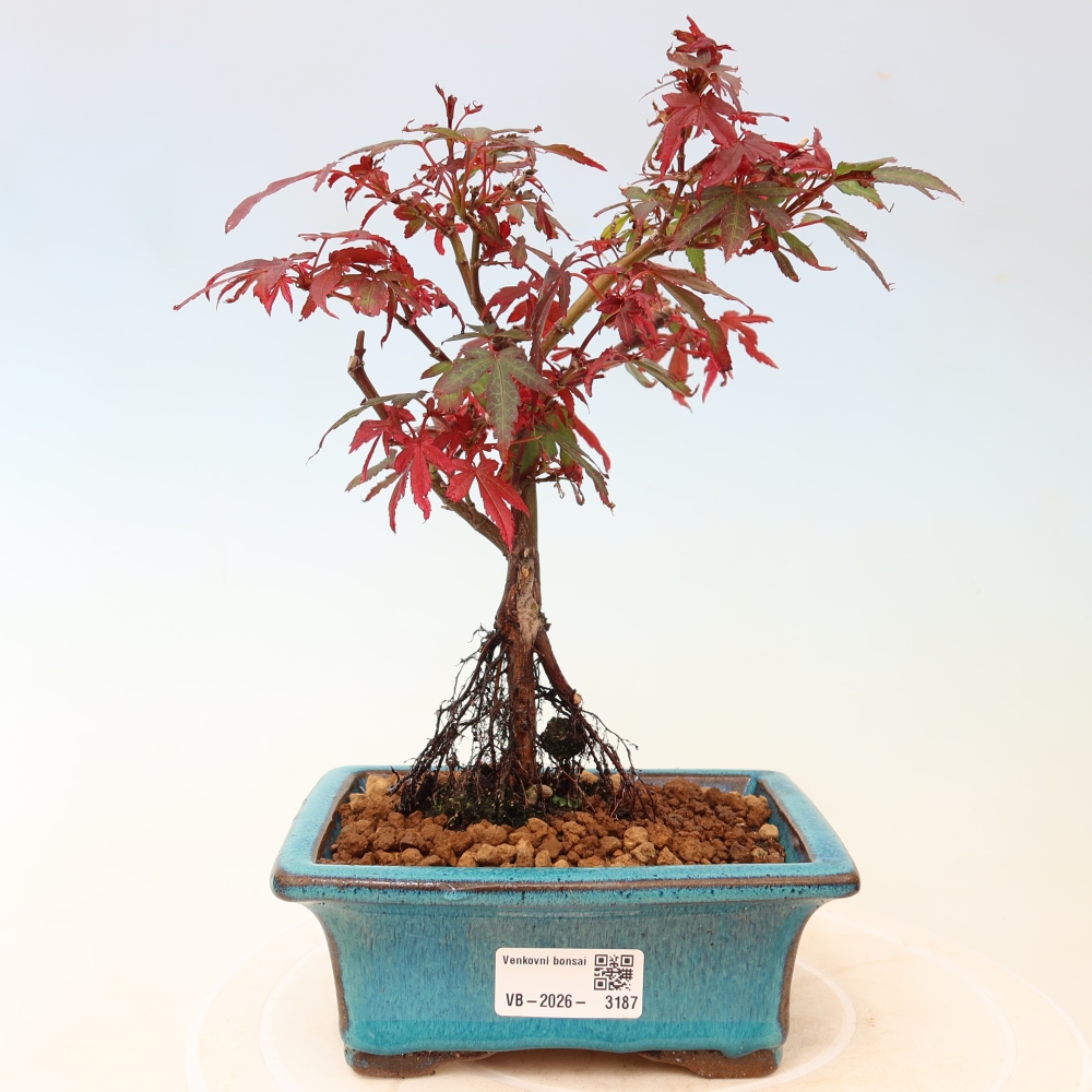 Vonkajší bonsai – javor dlaňolistý – Acer palmatum Berry Broom 