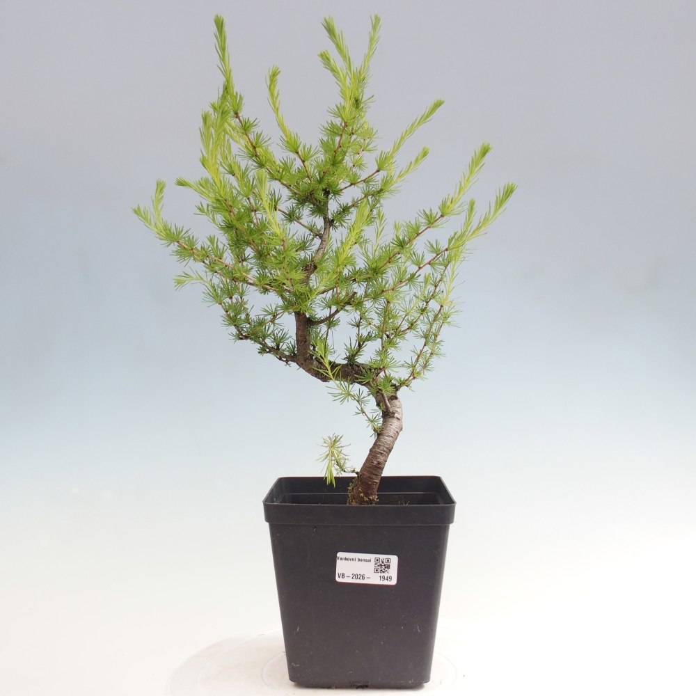 Vonkajšie bonsaje -Larix decidua - Smrekovec