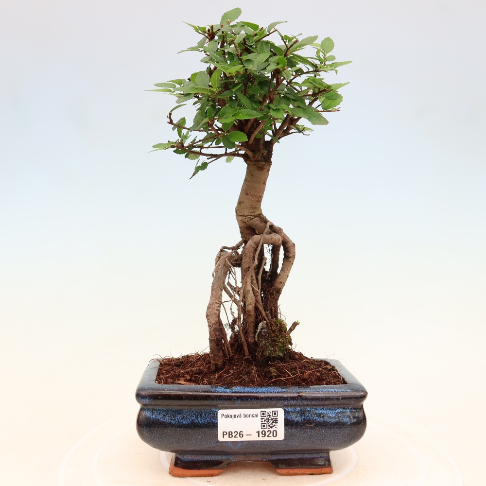 Izbový bonsaj - Ulmus parvifolia - brest malolistý