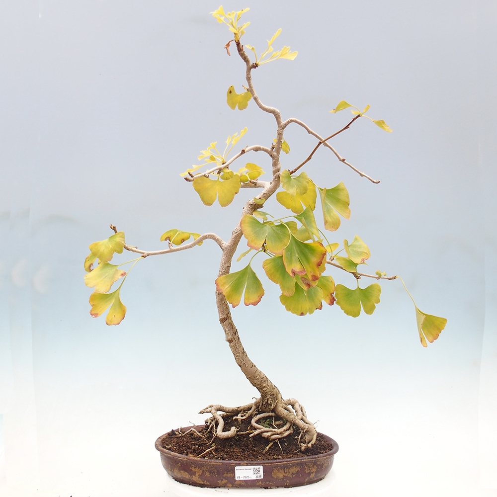 Vonkajšie bonsai - Ginko dvojlaločné - Ginkgo biloba