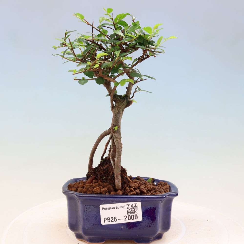Izbový bonsaj - Ulmus parvifolia - brest malolistý