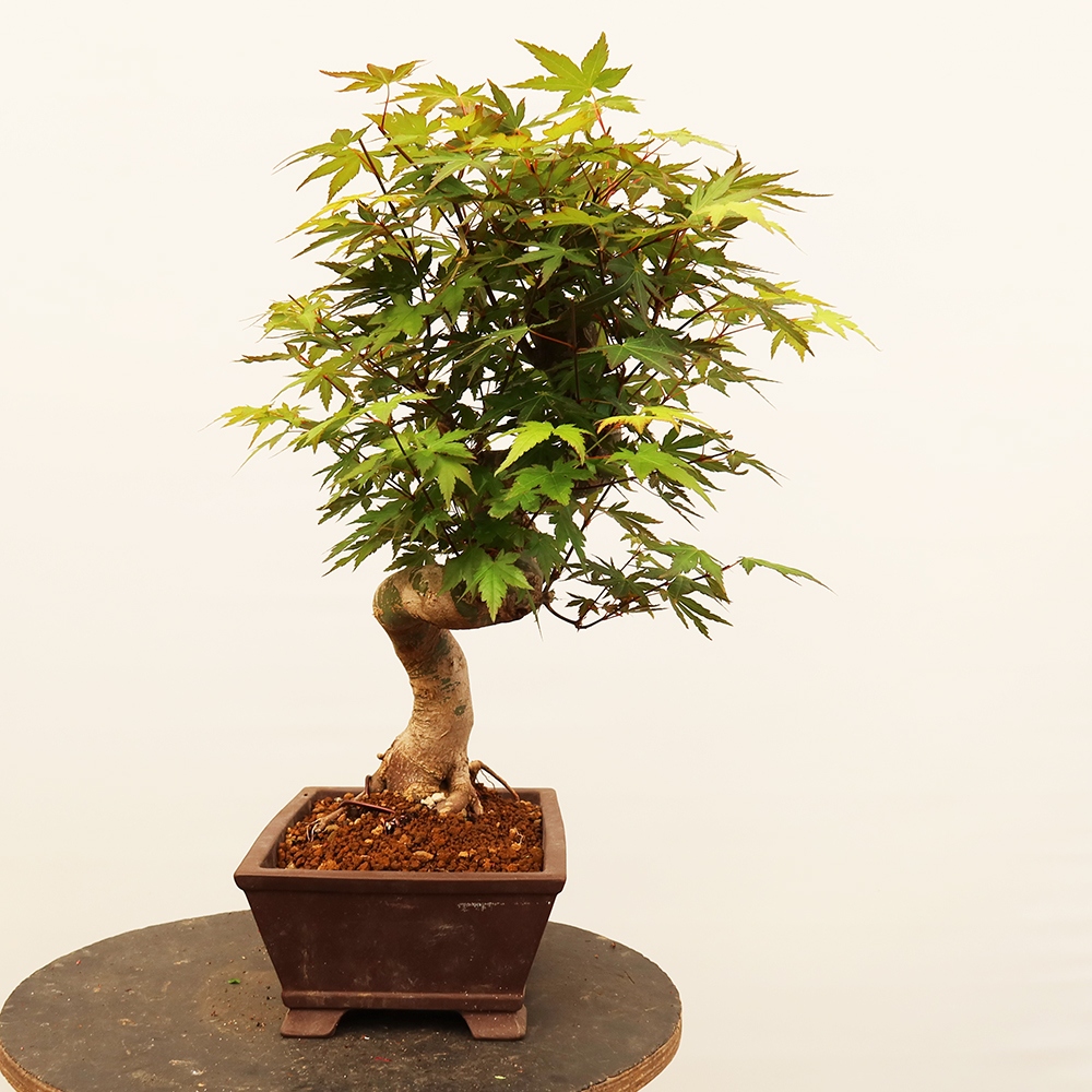 Vonkajšie bonsaje - Maple palmatum - Palmy