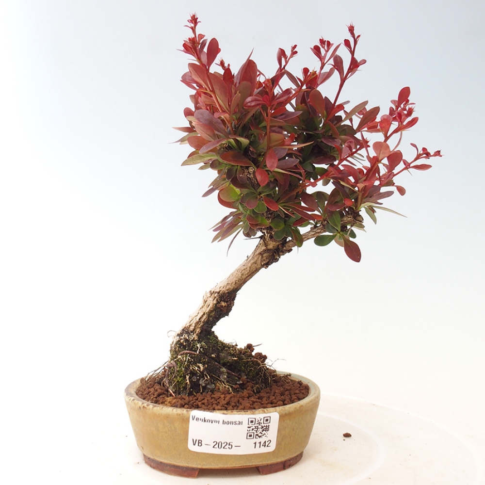 Vonkajší bonsai - Berberis thunbergii Kobold - Drištál Thunbergov