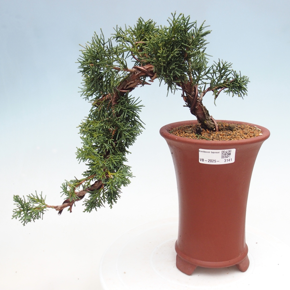 Vonkajší bonsai - Juniperus chinensis Kishu -Jalovec čínsky
