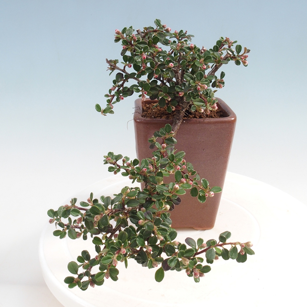 Vonkajší bonsai - Cotoneaster horizontalis - Skalník