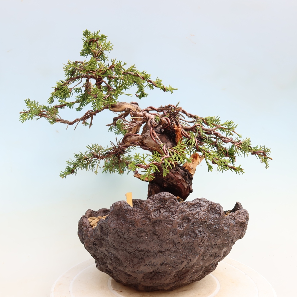 Vonkajší bonsai – Juniperus chinensis Itoigawa – čínsky jalovec