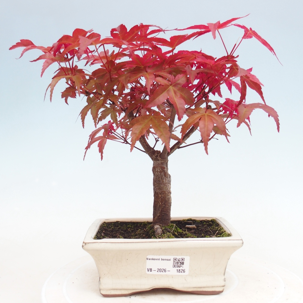 Vonkajší bonsaj - Acer palmatum DESHOJO