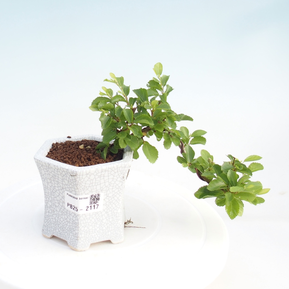 Izbová bonsai - Grewia occidentalis - Hviezdica levanduľová