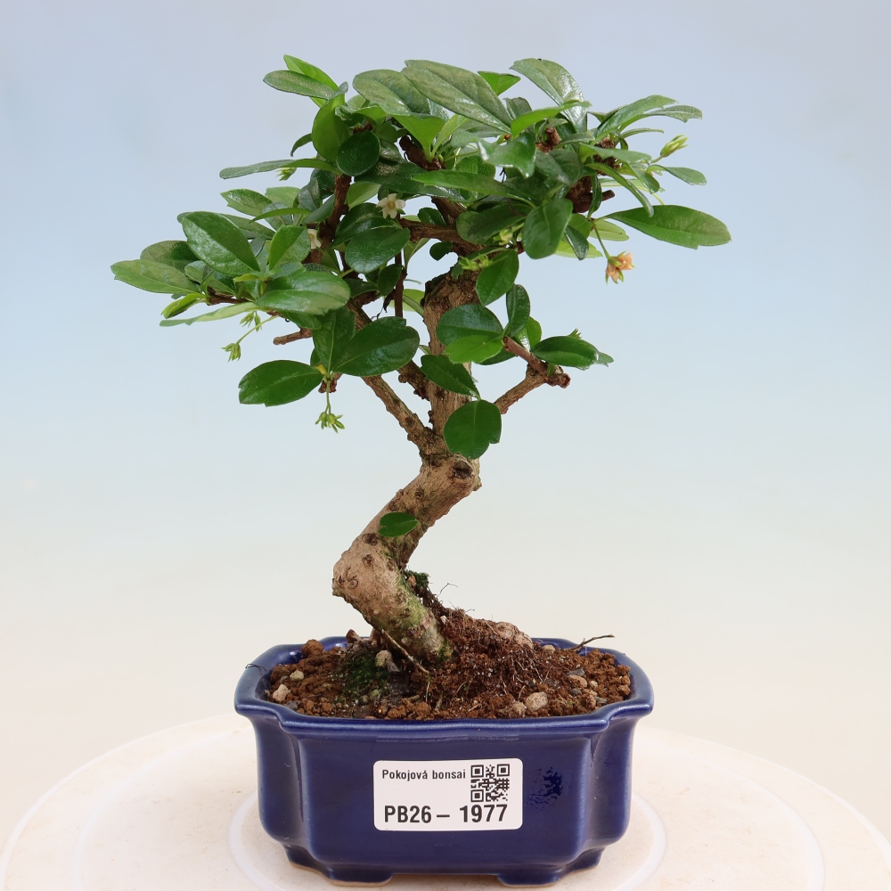 Izbové bonsaje - Carmona macrophylla - Tea fuki