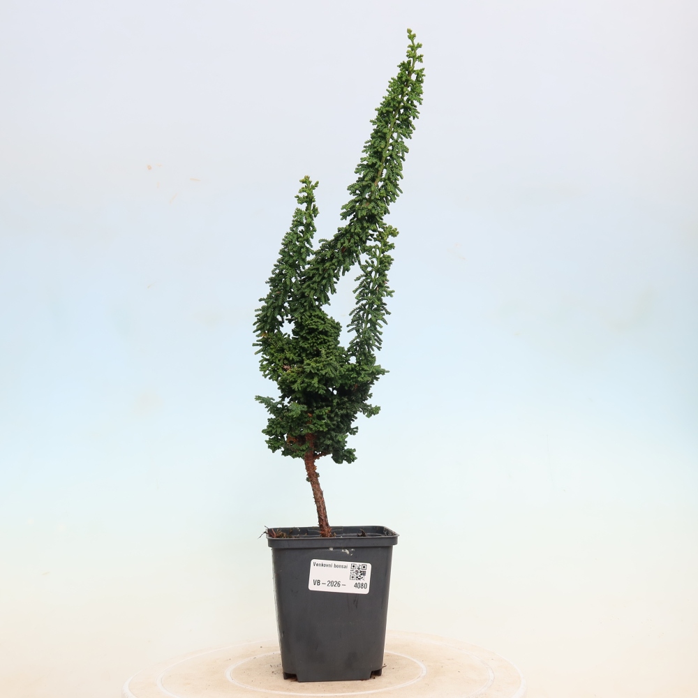 Vonkajší bonsaj - Cham. obtusa SEKKA HINOKI - Cypruštek