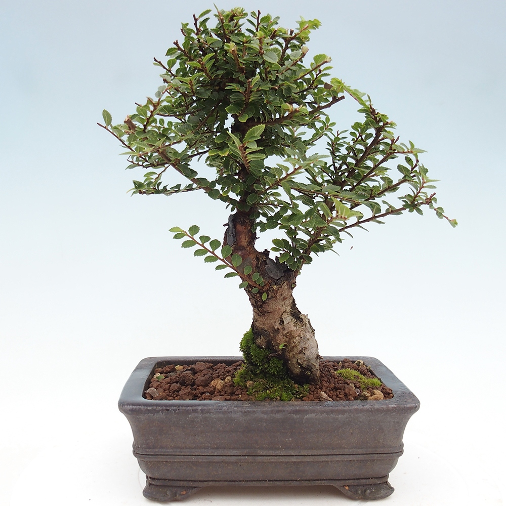 Vonkajší bonsai - Ulmus parvifolia Hokkaido - brest Čínsky