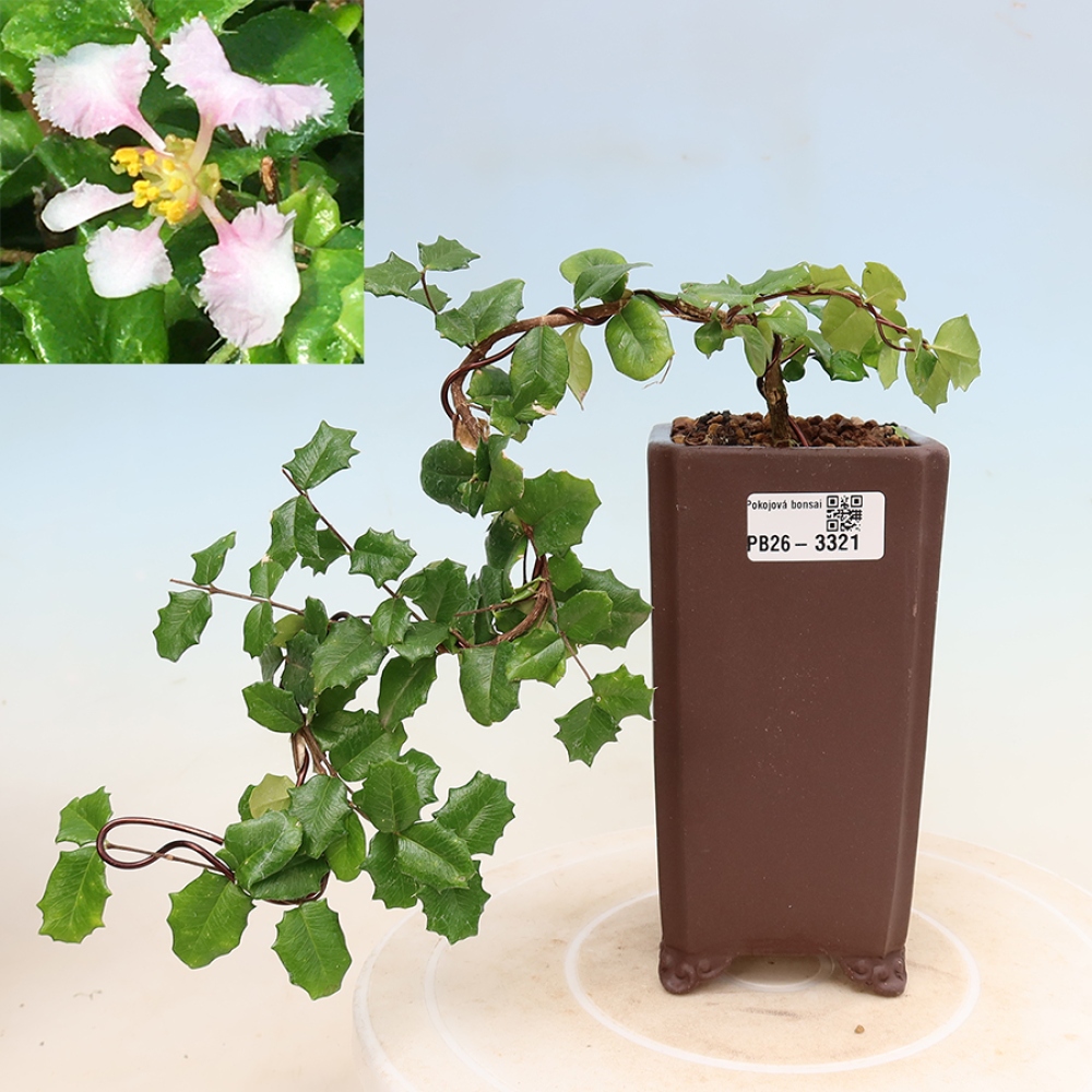 Izba bonsai – barbadoská čerešňa (Malpighia coccigera)