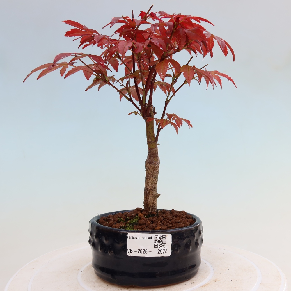 Vonkajšia bonsaj - palma Acer. Atropurpureum-Javor palmový