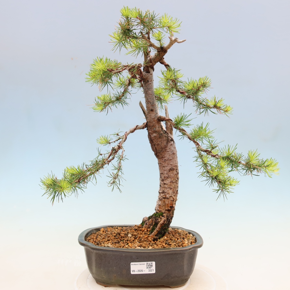 Vonkajšie bonsaje -Larix decidua - Smrekovec