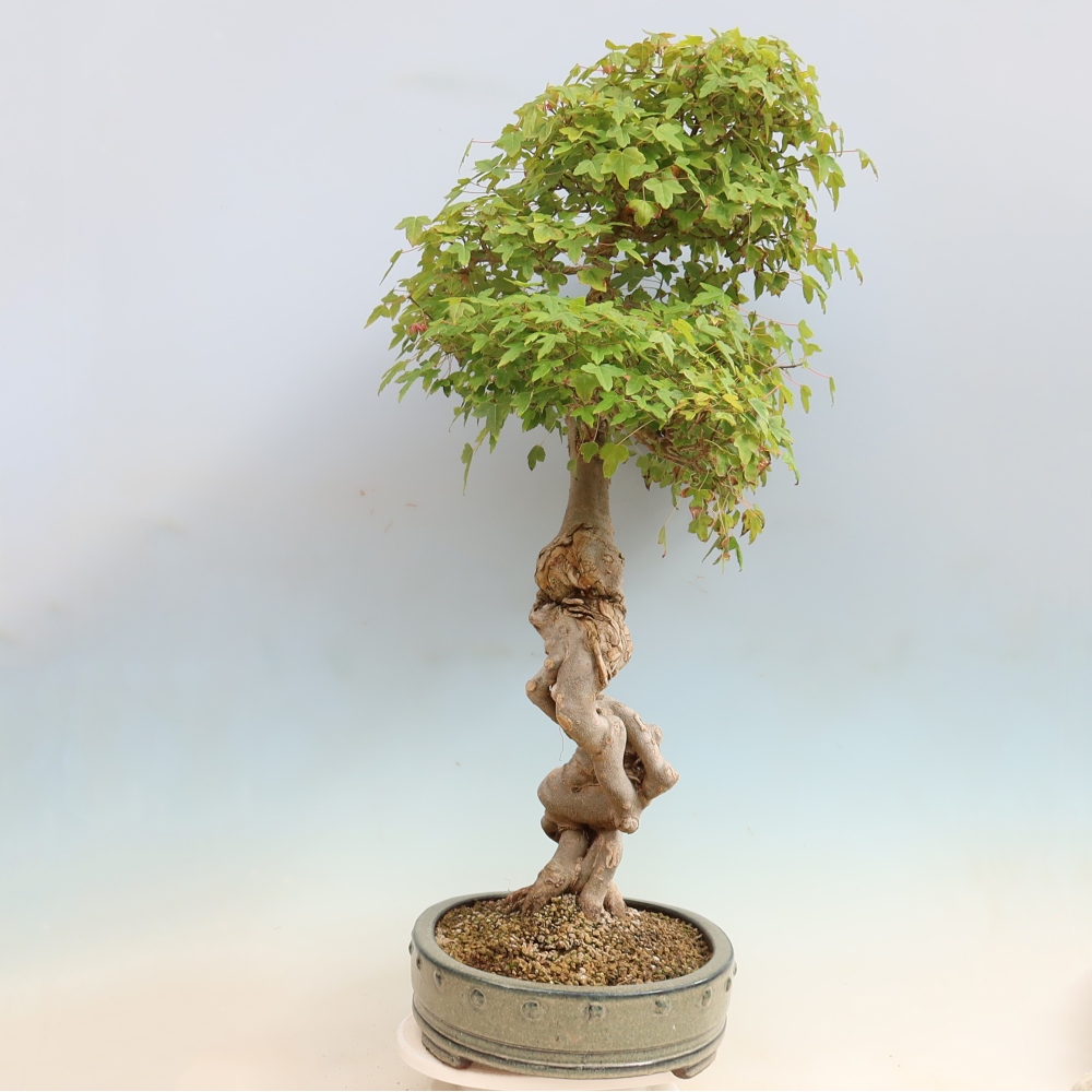 Vonkajšia bonsaj - Acer Buergerianum - Hamburgerový javor