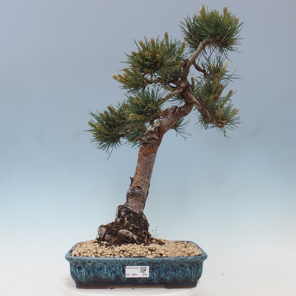 Vonkajšie bonsai - Pinus Sylvestris - Borovica lesná