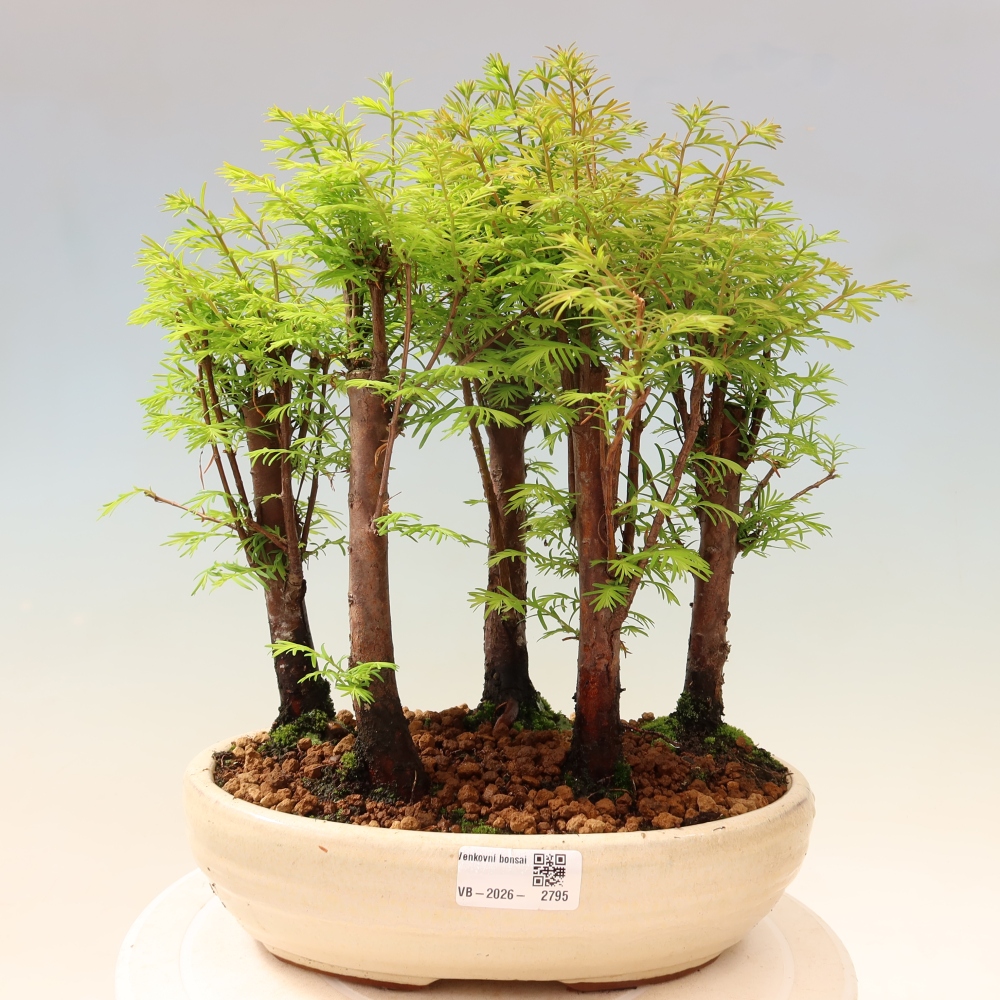 Vonkajší bonsai – Metasequoia glyptostroboides – čínska metasekvoja – hájik