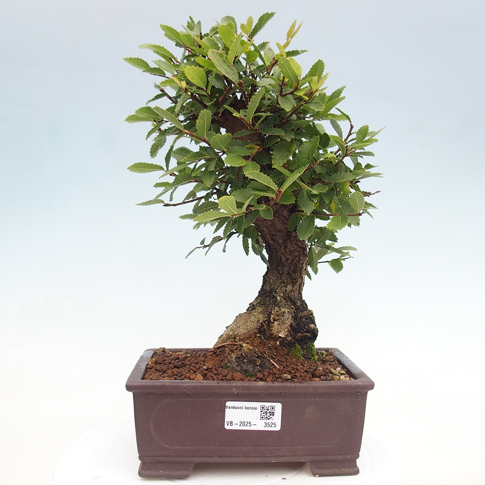 Vonkajšie bonsai - Zelkova - Zelkova serrata