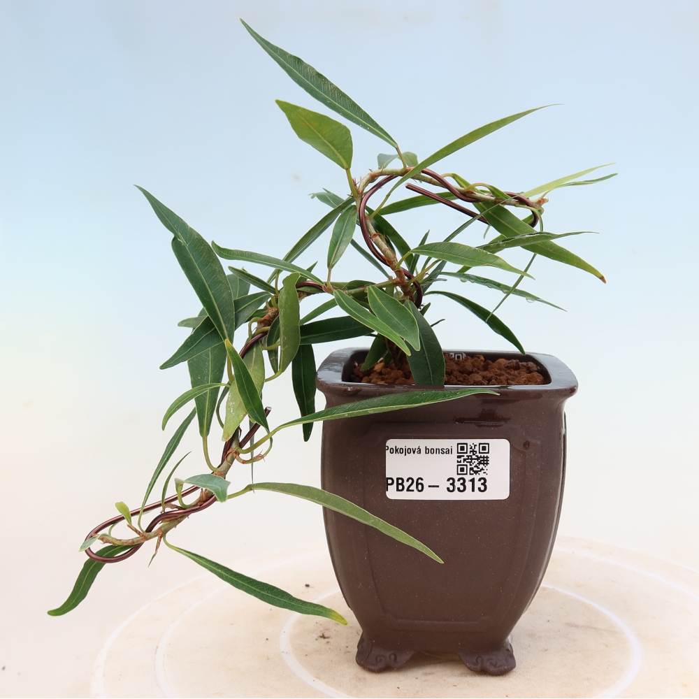 Izbové bonsaje - Ficus nerifolia - fíkus drobnolistý