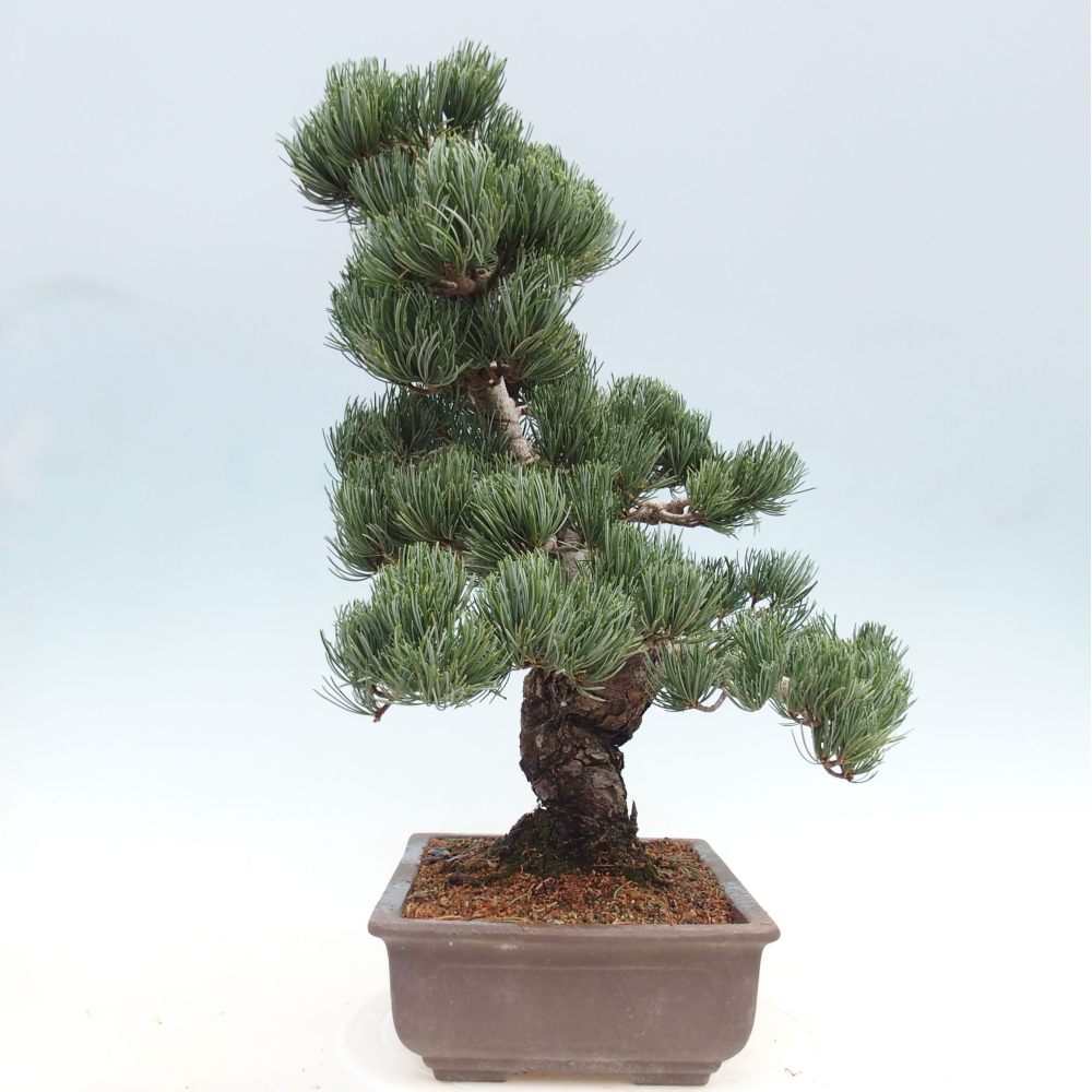 Vonkajšie bonsai - Pinus parviflora - Borovica drobnokvetá