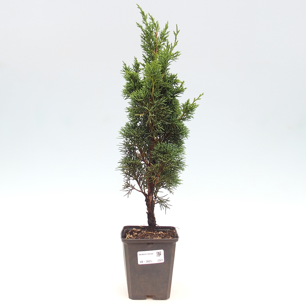 Vonkajšie bonsai - Juniperus chinensis Kishu -Jalovec čínsky
