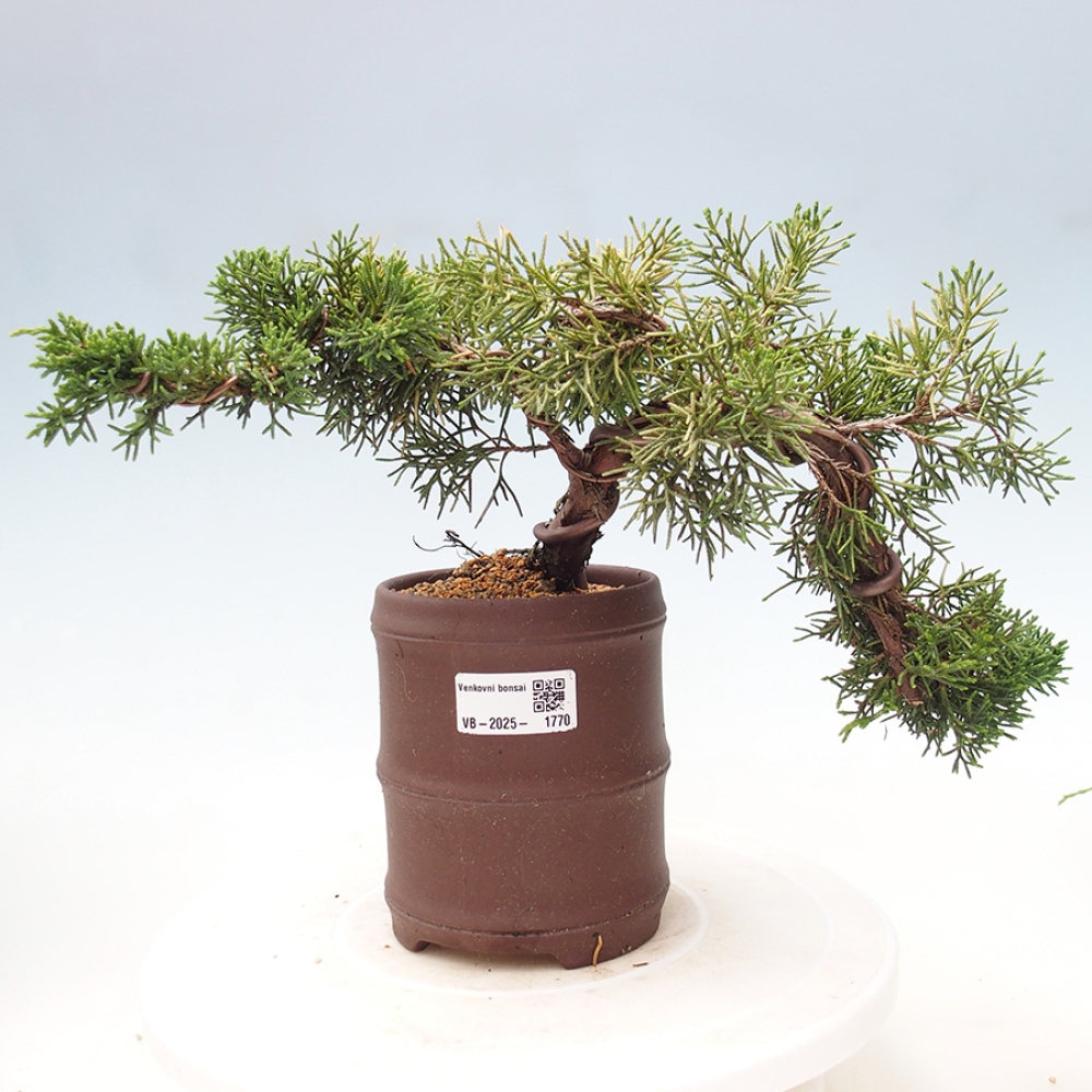 Vonkajší bonsai - Juniperus chinensis Kishu -Jalovec čínsky
