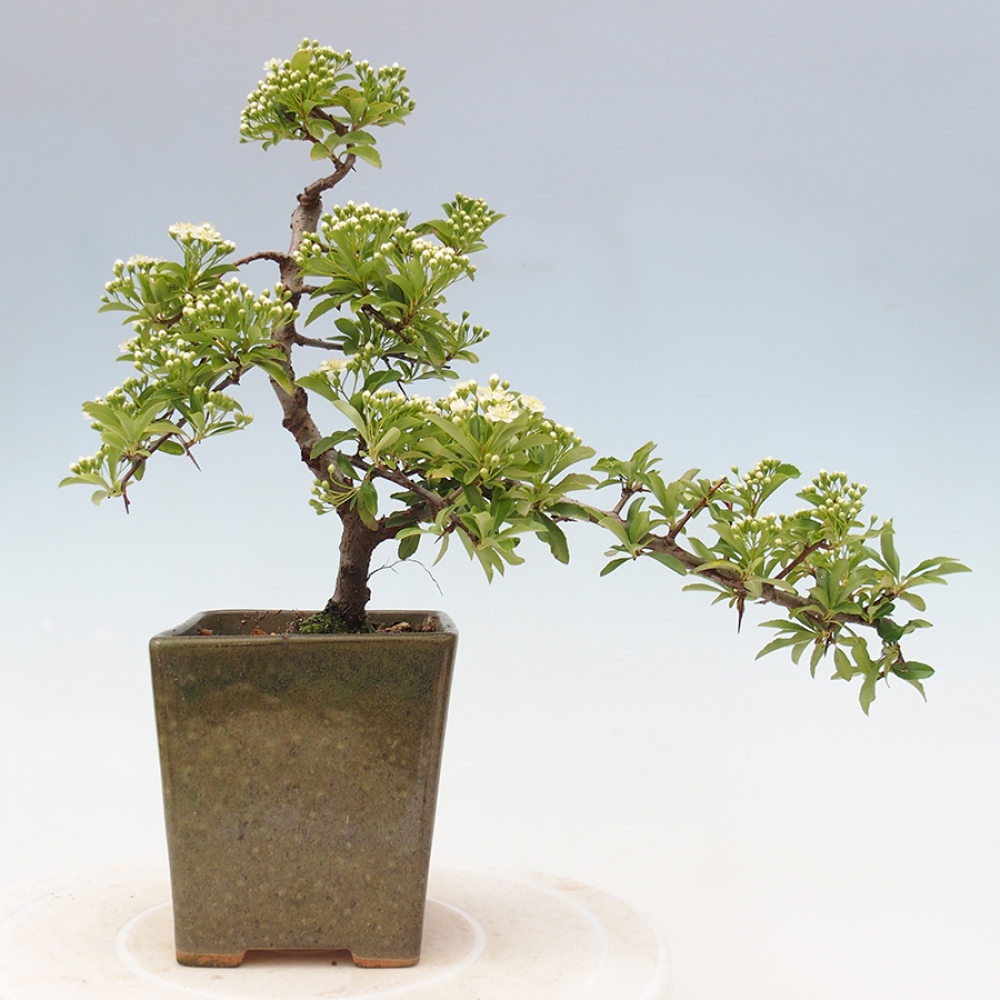Vonkajšia bonsai-Pyracanta Teton -Hlohyně