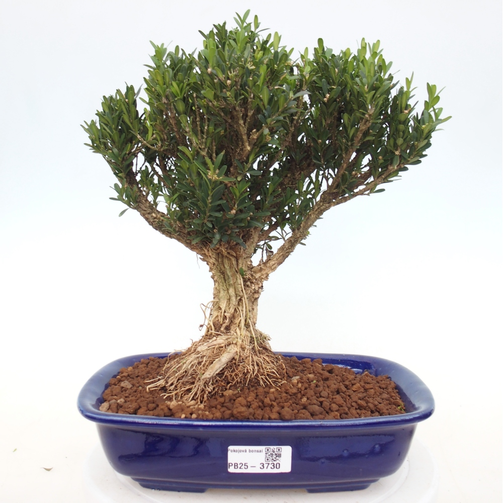 Izbové bonsaje - Buxus harlandii - korkový buxus