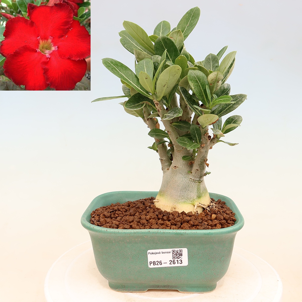 Izba bonsai – Adenium obesum Red Star – Púštna ruža