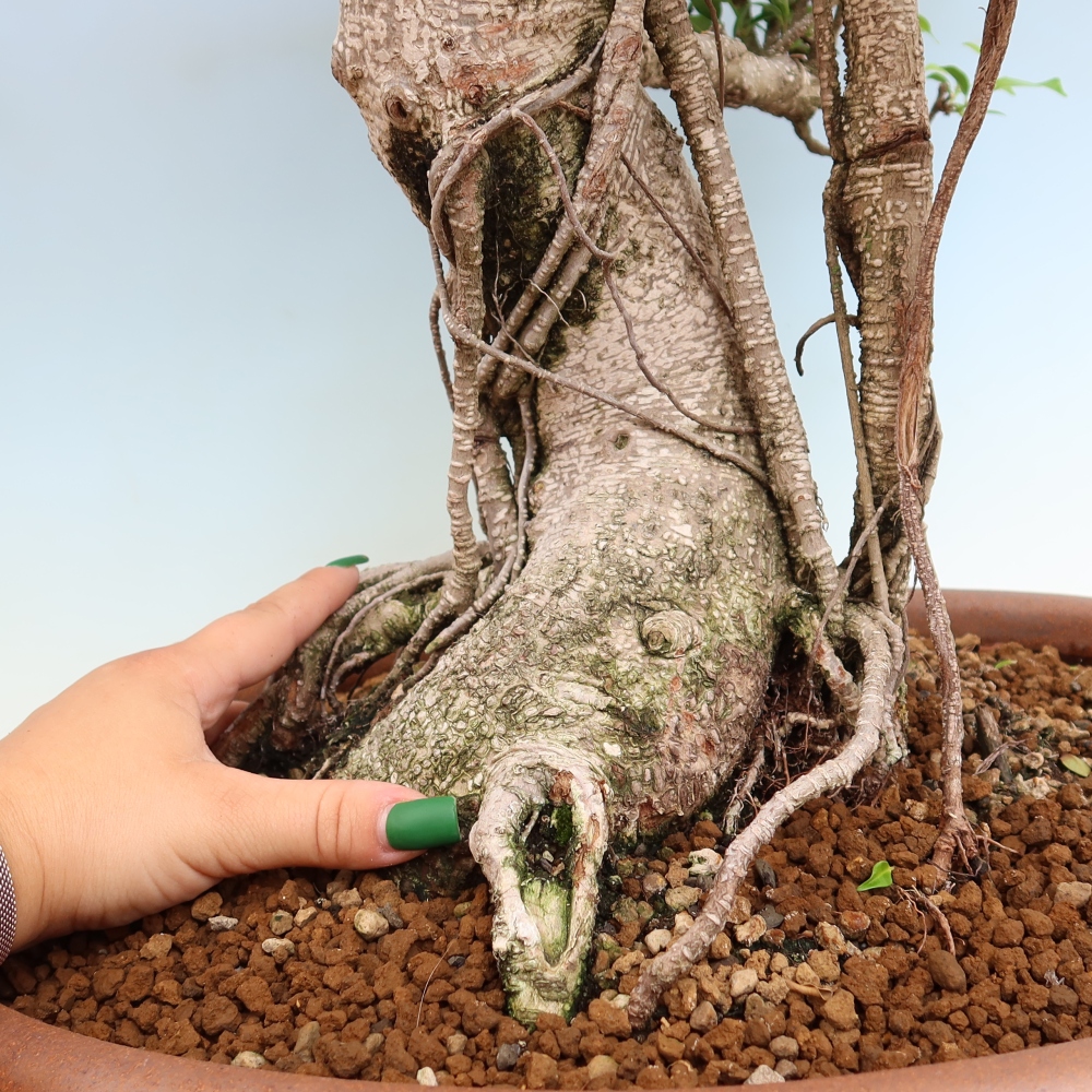 Izbové bonsaje - Ficus kimmen - drobnolistý fikus