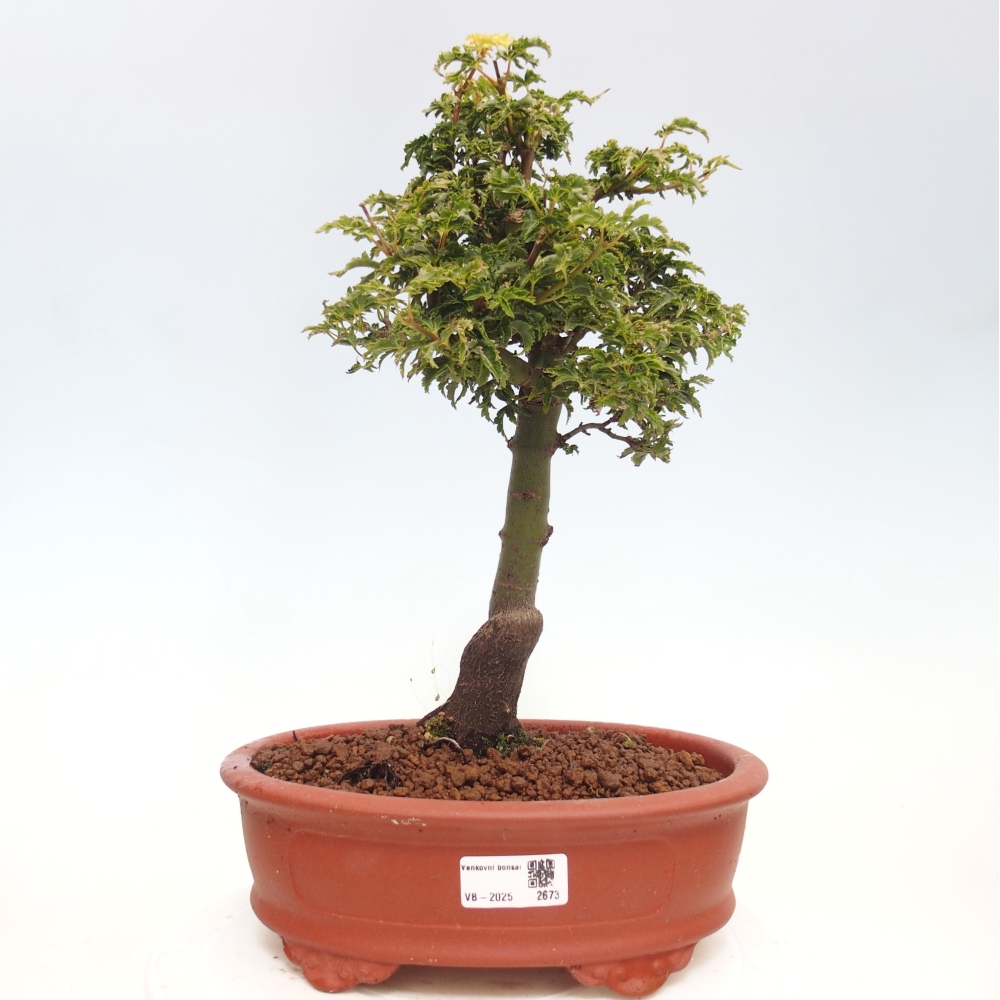 Vonkajší bonsai -Javor dlanitolistý Acer palmatum Shishigashira