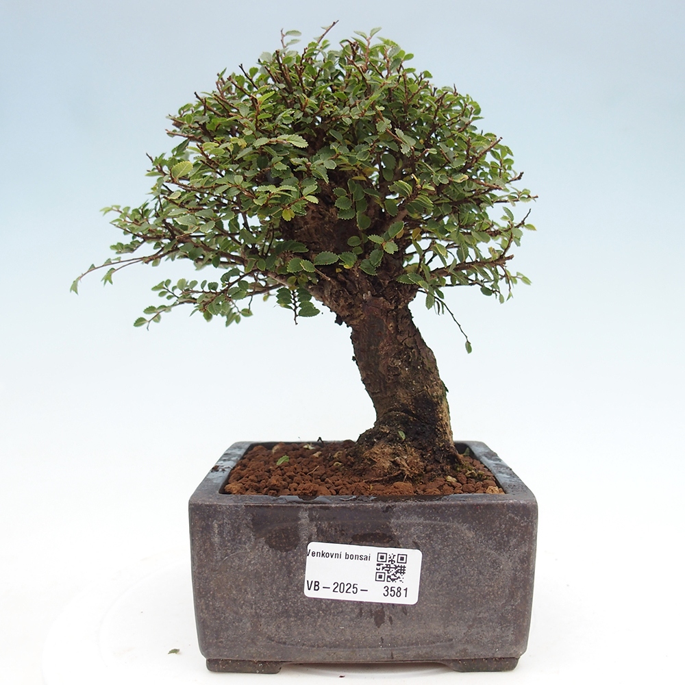 Vonkajší bonsai - Ulmus parvifolia Hokkaido - brest Čínsky