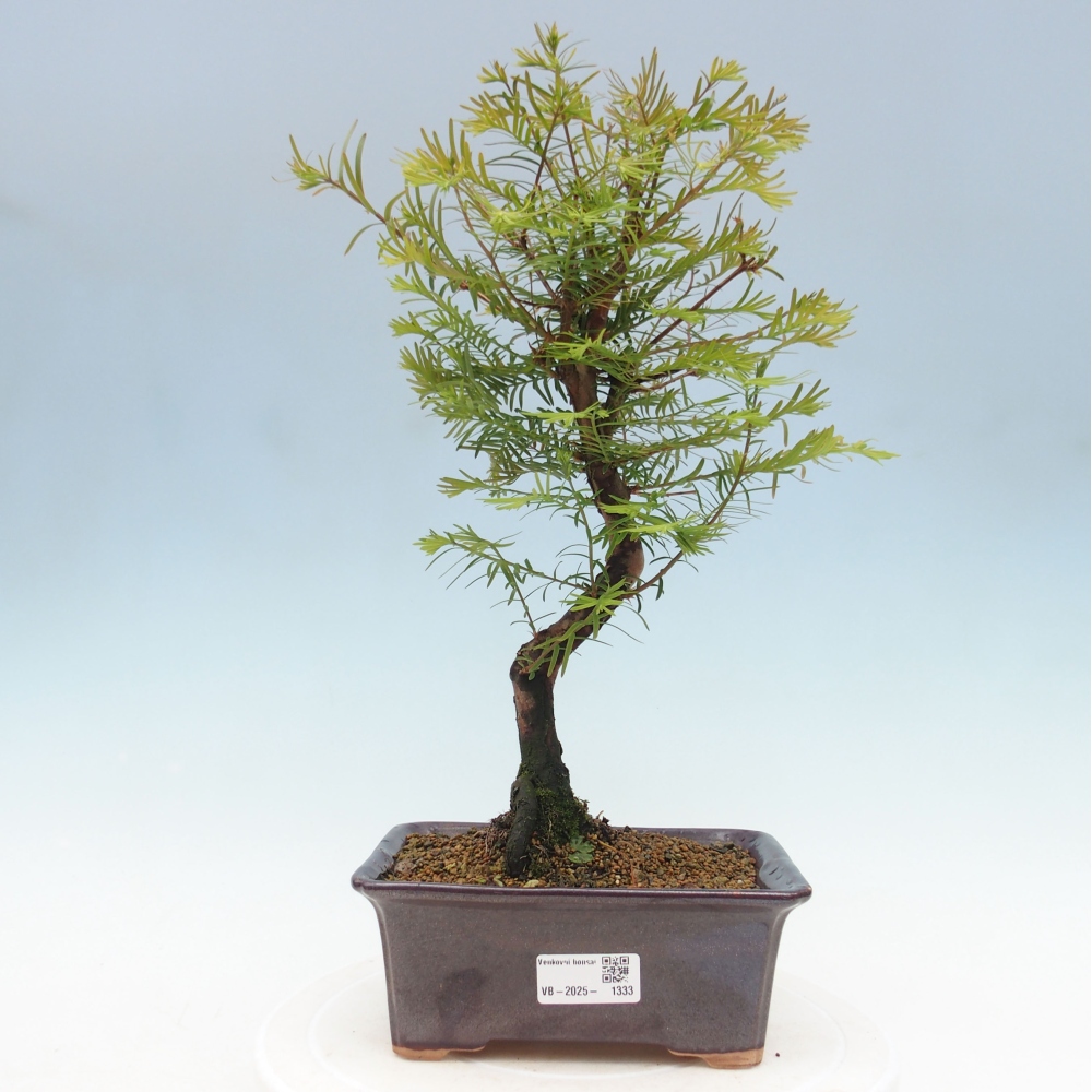 Vonkajšie bonsai - Metasequoia glyptostroboides - Metasekvoja Čínska
