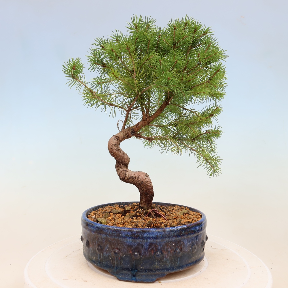 Vonkajší bonsai – Smrek sivý – Picea glauca globe