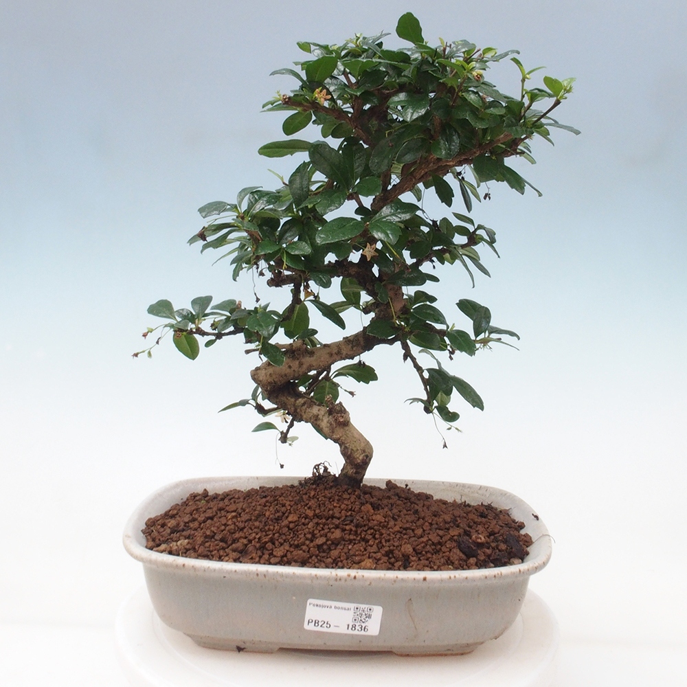 Izbová bonsai - Carmona macrophylla - Čaj fuki