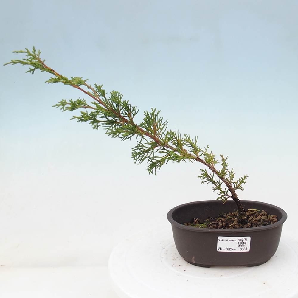 Vonkajší bonsai - Juniperus chinensis Itoigawa -Jalovec čínsky