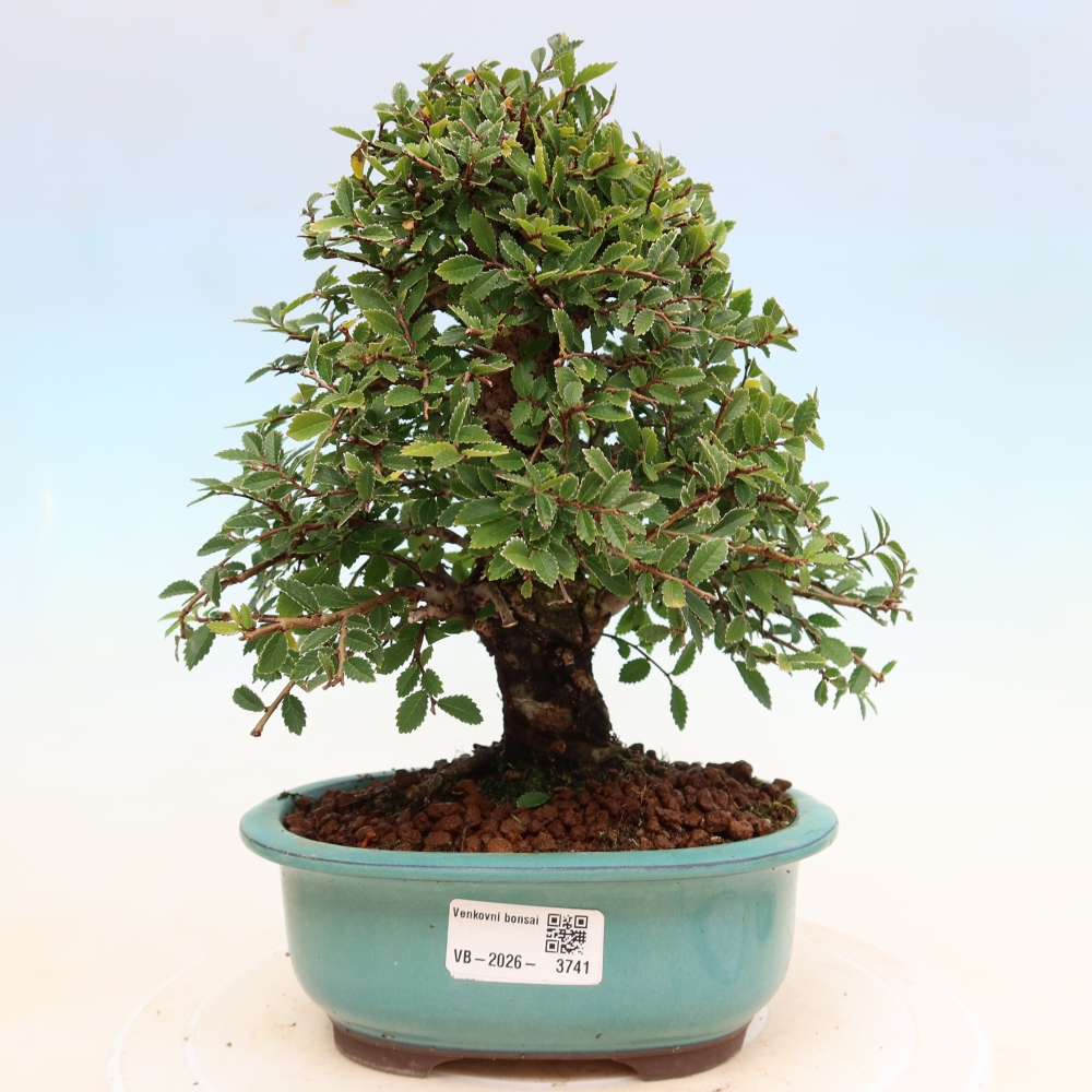 Vonkajšie bonsaje - Zelkova - Zelkova NIRE