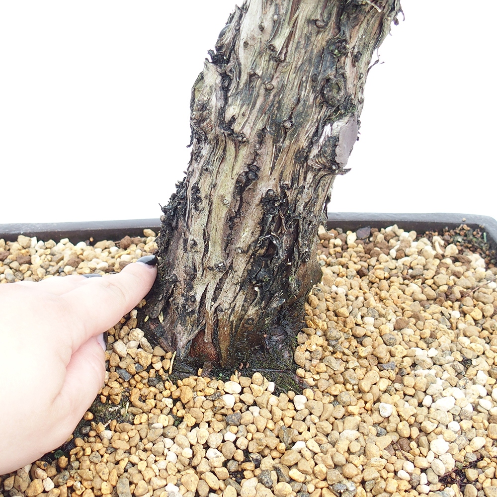 Vonkajší bonsai - Juniperus chinensis  - Borievka čínska 