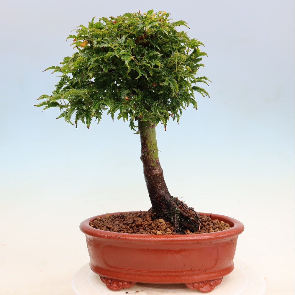 Vonkajšia bonsaj -Javorská palma Acer palmatum Shishigashira